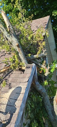 Tree damage