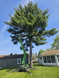 Tree trimming